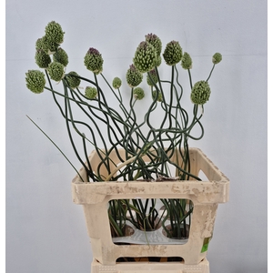 ALLIUM JAPAN STYLE