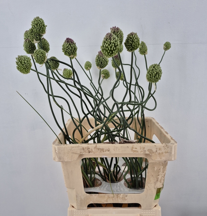 <h4>ALLIUM JAPAN STYLE</h4>