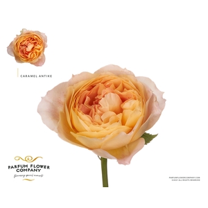 Rosa Garden Caramel Antike