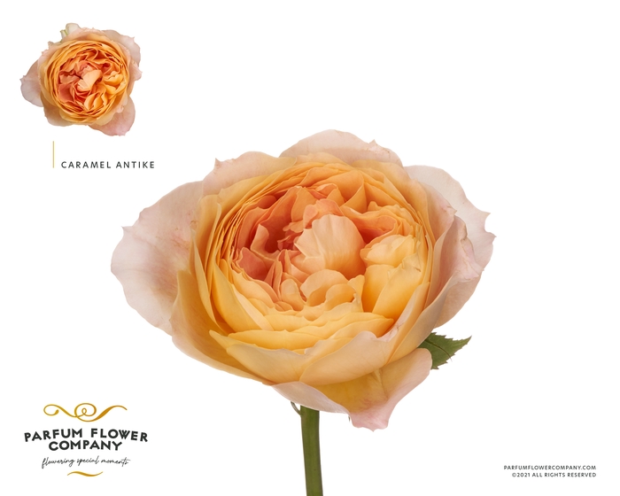 <h4>Rosa Garden Caramel Antike</h4>