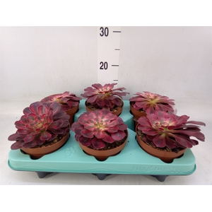 Aeonium   ...