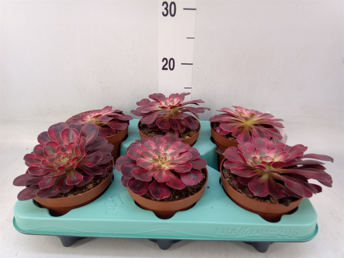 <h4>Aeonium   ...</h4>