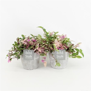 Tradescantia Quadricolor in Stone Look Pot