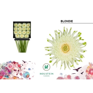 Gerbera Pasta Blondie Diamond per kaart