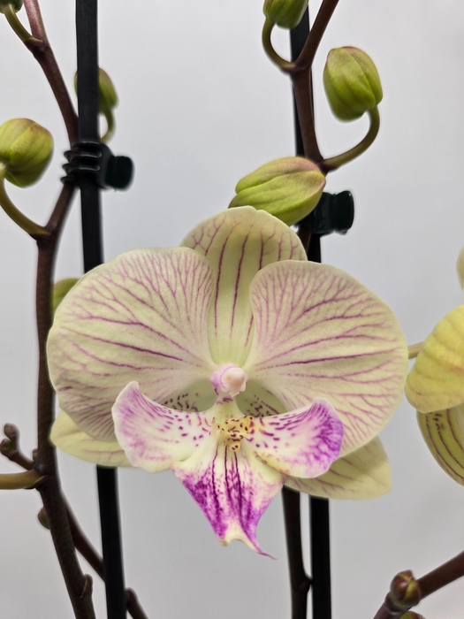 <h4>Limited 68 week10</h4>