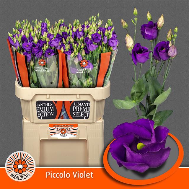 EUS E PICCO VIOLET