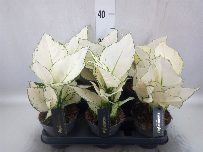 <h4>Aglaonema  'White Joy'</h4>