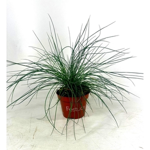 Festuca Blue Select