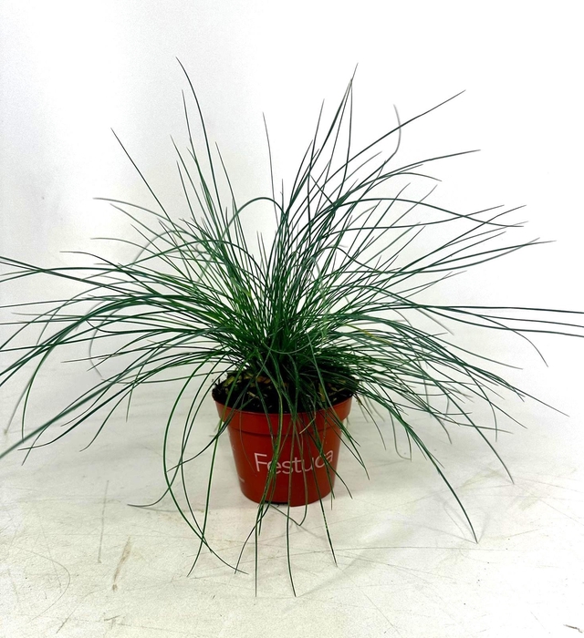 <h4>Festuca Blue Select</h4>
