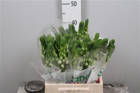 <h4>Ornit Thy Milky Way</h4>