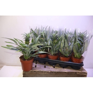 arr8 Ananas Mi Amigo