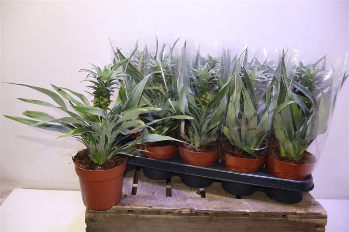 <h4>arr8 Ananas Mi Amigo</h4>