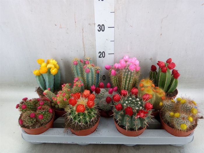 <h4>Cactus   ...decorated</h4>