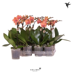 Kolibri Orchids Phalaenopsis Orange 1 spike