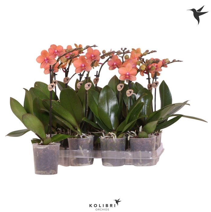 <h4>Kolibri Orchids Phalaenopsis Orange 1 spike</h4>