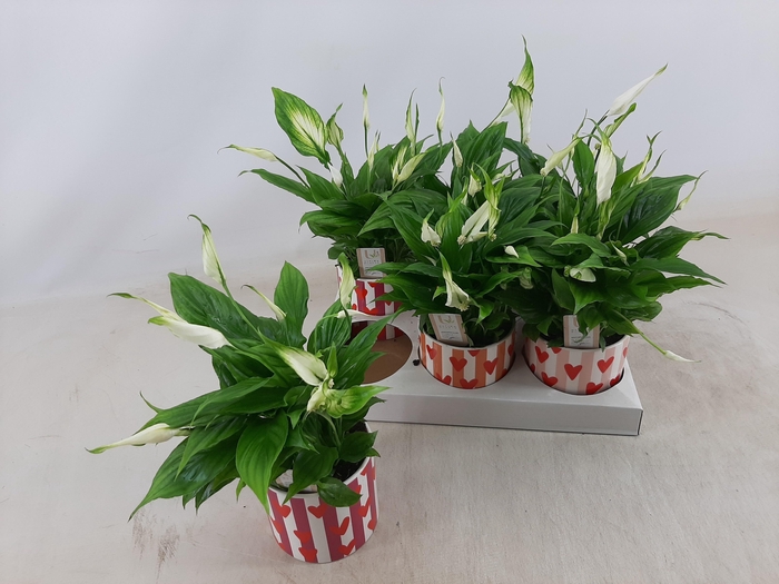 <h4>SPATH CHOPIN</h4>