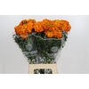 Tagetes Marigold Promise Orange
