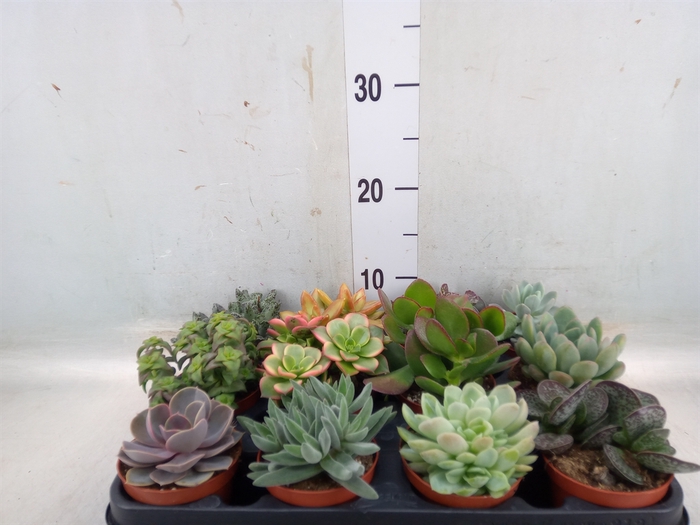 <h4>Succulents   ...</h4>