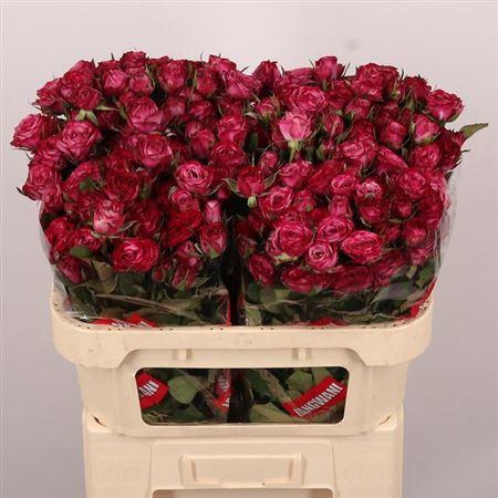 <h4>R Tr Purple Queen</h4>