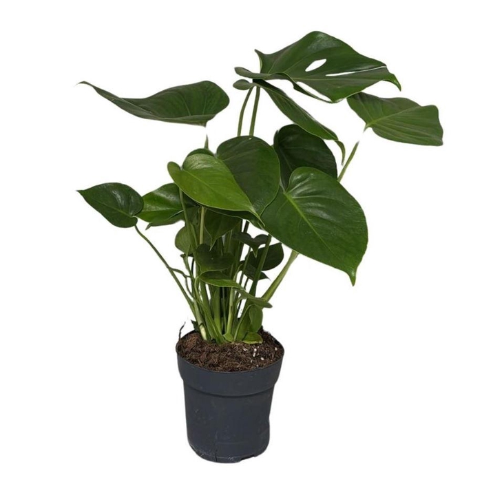 <h4>Monstera deliciosa</h4>