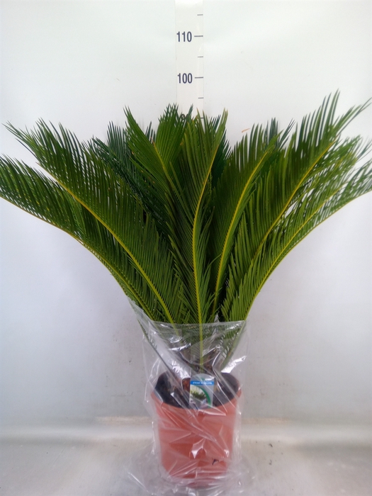 <h4>Cycas revoluta</h4>