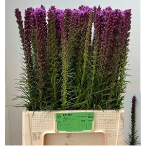 LIATRIS SPICATA