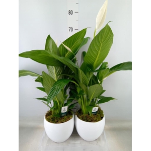 Spathiphyllum  'Bingo Cupido'