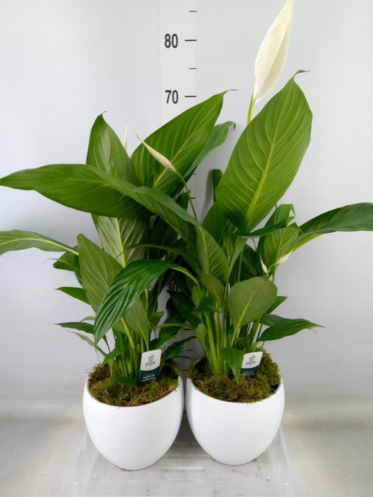 <h4>Spathiphyllum  'Bingo Cupido'</h4>