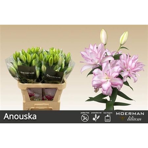 Li Or Du Anouska 4+