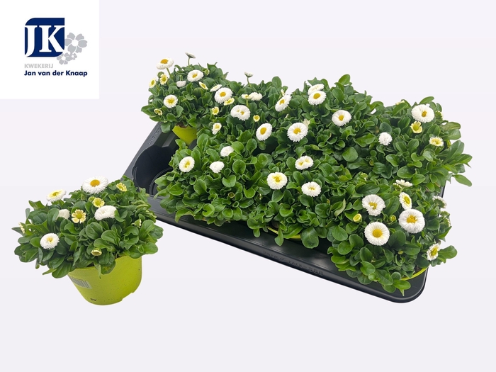 <h4>BELLIS P KL RU WHITE</h4>
