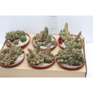 CACTUS VARIADO C18