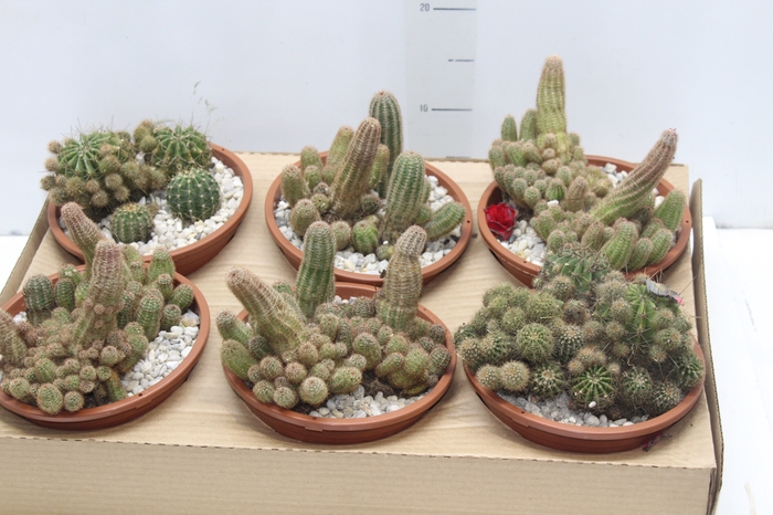 <h4>CACTUS VARIADO C18</h4>