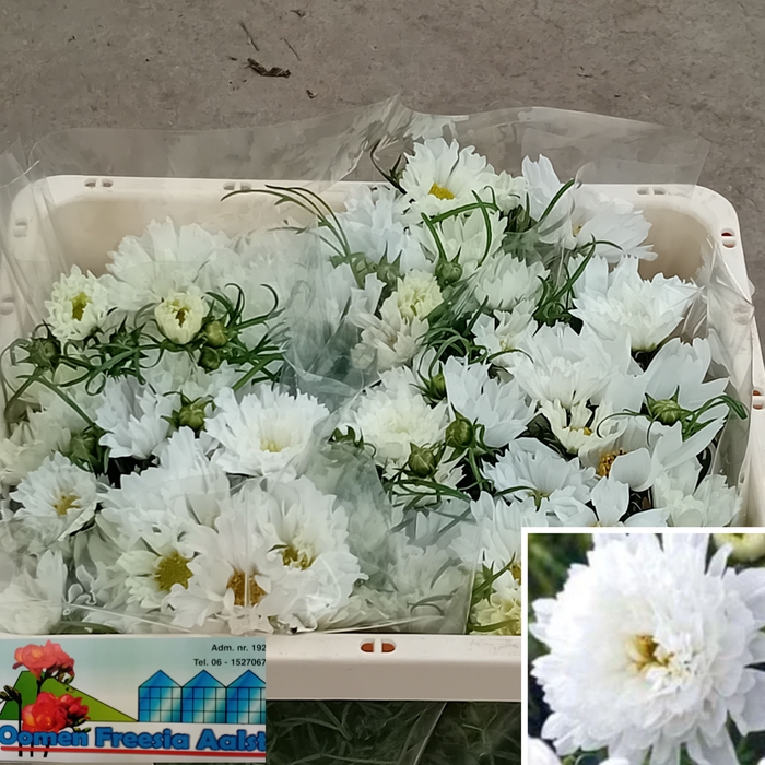 COSMOS BIPINNATUS