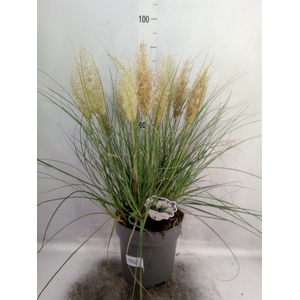 Cortaderia sell. 'Tiny Pampa'