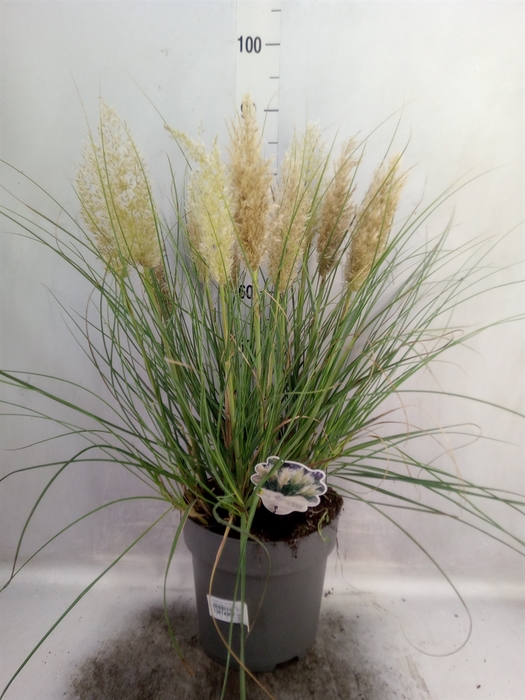 Cortaderia sell. 'Tiny Pampa'