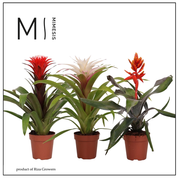 <h4>Bromelia</h4>