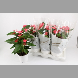 ANTHU AN PINK CHAMPI