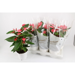 ANTHU AN PINK CHAMPI