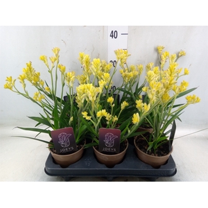 Anigozanthos   ...