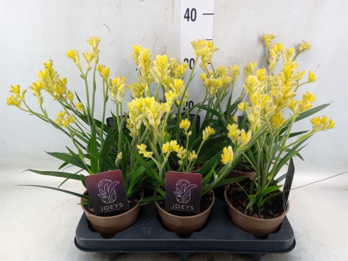 <h4>Anigozanthos   ...</h4>