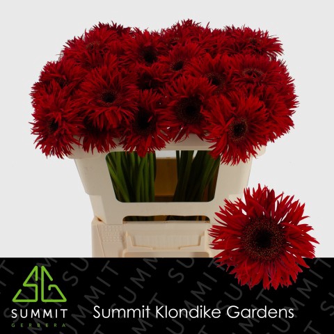 <h4>Germini Spider Larsson Water x40</h4>