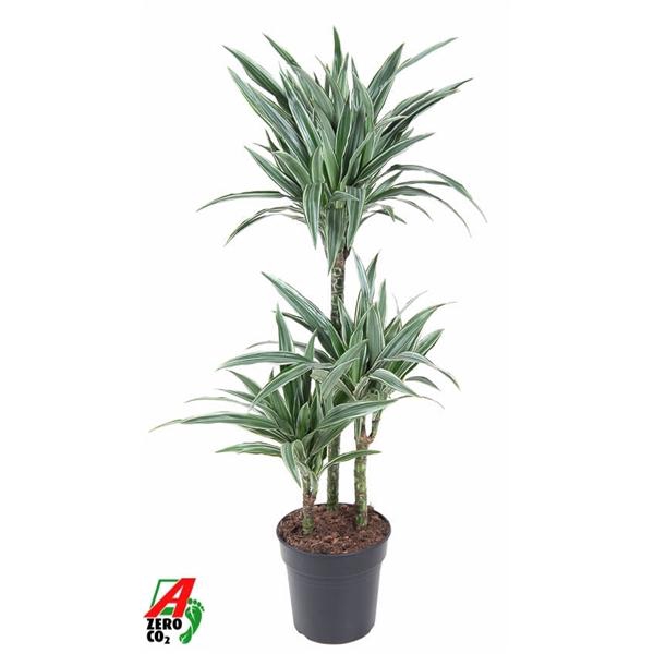 <h4>Dracaena f Deremensis Grp Warneckei</h4>