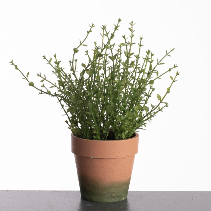 AF Thym in pot H31cm Green