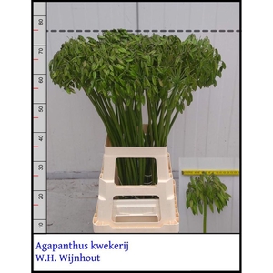 Agap Ov Groen