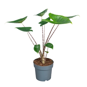 Alocasia Zebrina 14cm