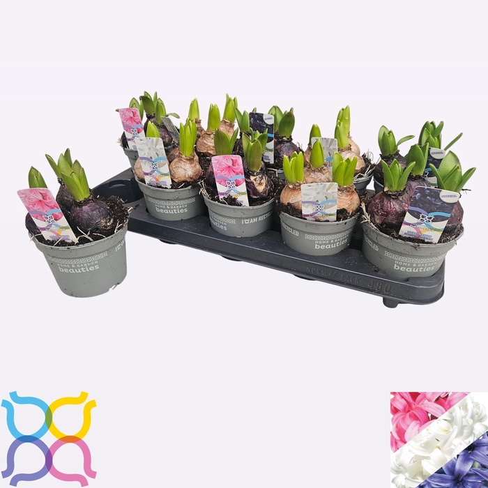 <h4>HYACIN GEM 3 KL</h4>