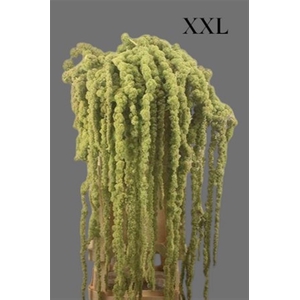 Amaranthus Hg Cycloop Xxl