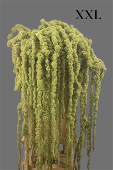 <h4>Amaranthus Hg Cycloop Xxl</h4>