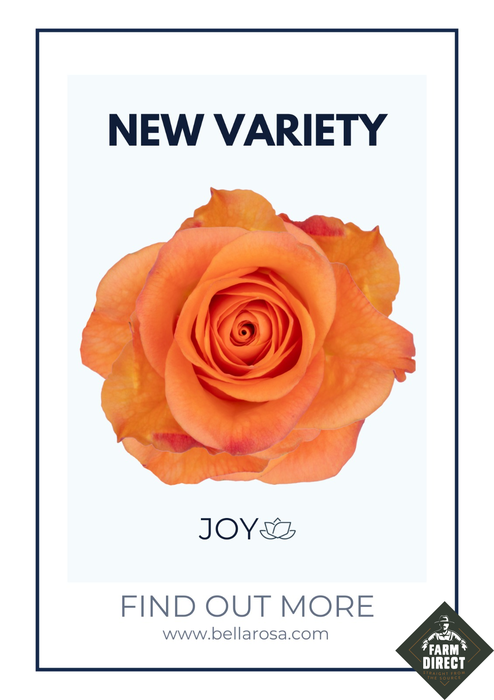 <h4>R GR JOY NEW!</h4>