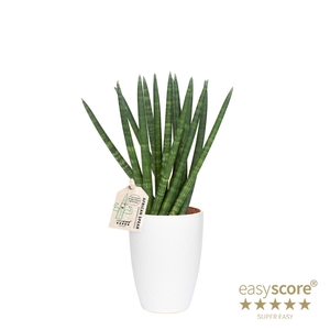 SANSEVIERIA CYLINDRICA P10 CLASSIC S. SPAGH